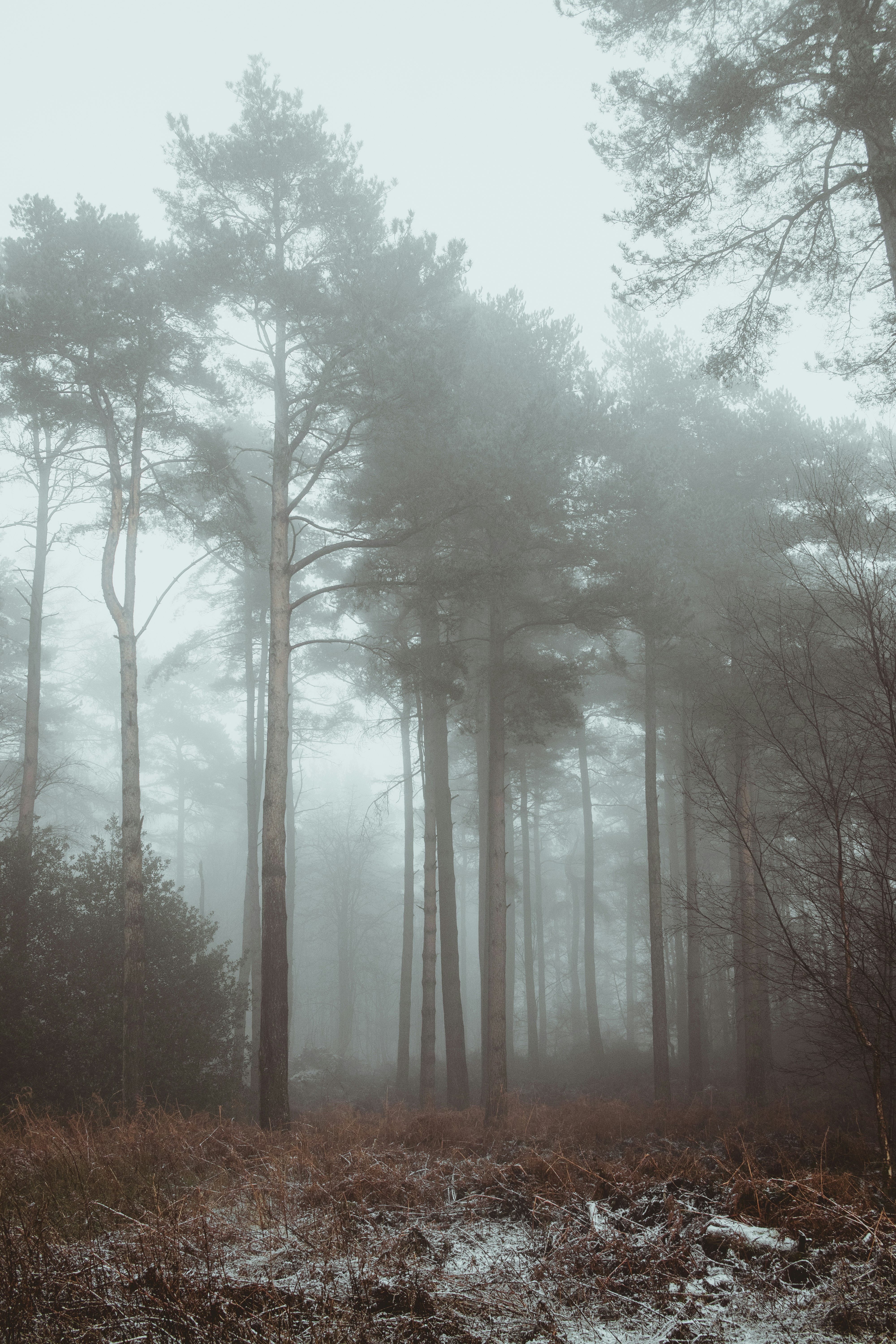 bare trees under white sky during daytime